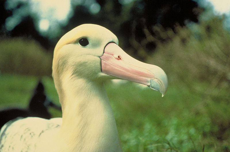 Short-tailed_Albatross_(Phoebastria_albatrus)