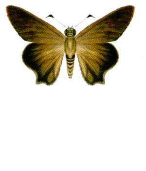 Butterfly 1, by Lars Zimmermann, License is Public Domain