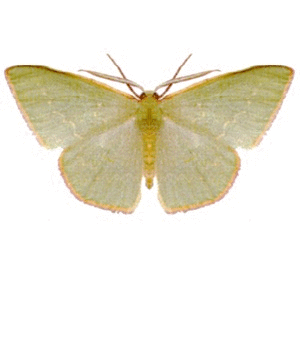 Butterfly 2, by Lars Zimmermann, License is Public Domain