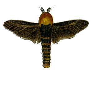 Butterfly 3, by Lars Zimmermann, License is Public Domain
