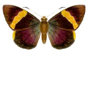 Butterfly 4, by Lars Zimmermann, License is Public Domain