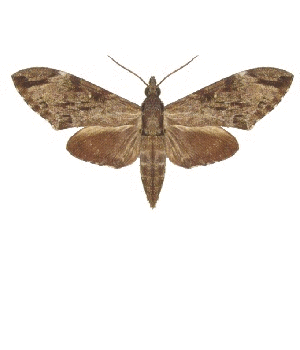 Butterfly 5, by Lars Zimmermann, License is Public Domain