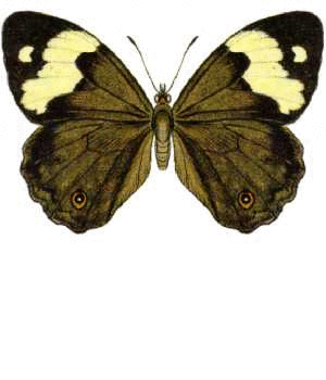 Butterfly 7, by Lars Zimmermann, License is Public Domain