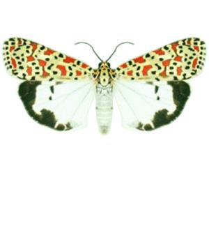 Butterfly 8, by Lars Zimmermann, License is Public Domain