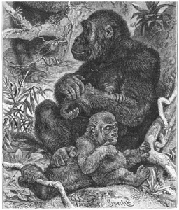 Brehms_Het_Leven_der_Dieren_Zoogdieren_Orde_1_Gorilla_(Gorilla_gina)