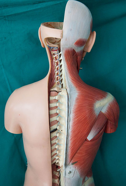 Back_Anatomy_and_Medulla_Spinalis