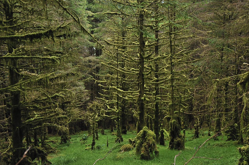 Dense_forest_near_Kinlochan_-_geograph.org.uk_-_957592 - enlarged for FB preview